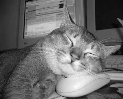 cat1.png